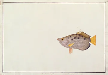 Gefleckter Schützenfisch, aus Zeichnungen von Fischen von Malakka, ca. 1805-18
